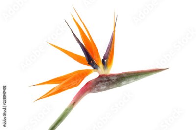 Papier peint  Strelitzia reginae (oiseau de paradis) sur fond blanc