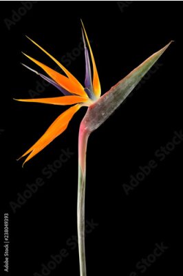 Papier peint  Strelitzia reginae (oiseau de paradis) sur fond noir