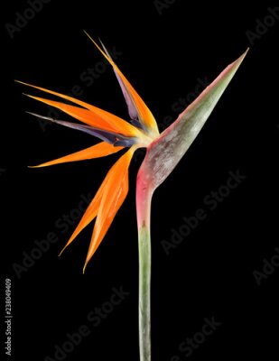 Papier peint  Strelitzia reginae (oiseau de paradis) sur fond noir