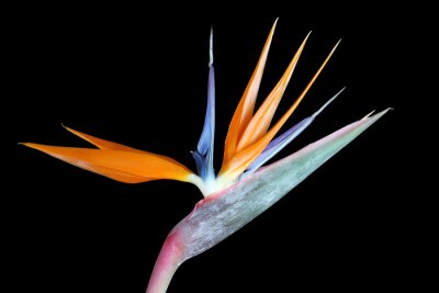 Papier peint  Strelitzia reginae (oiseau de paradis) sur fond noir