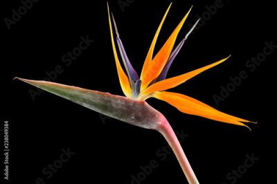 Papier peint  Strelitzia reginae (oiseau de paradis) sur fond noir