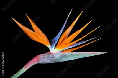 Papier peint  Strelitzia reginae (oiseau de paradis) sur fond noir