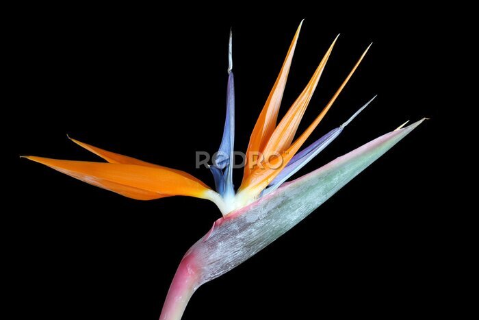 Papier peint  Strelitzia reginae (oiseau de paradis) sur fond noir
