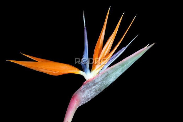 Papier peint  Strelitzia reginae (oiseau de paradis) sur fond noir