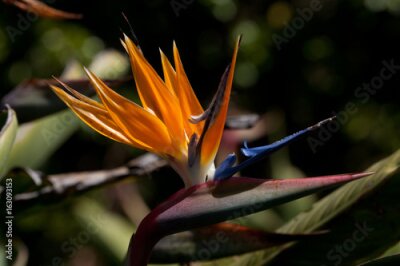 Papier peint  Strelitzia reginae, oiseau de paradis. Une floraison colorée d'oiseau de paradis.g