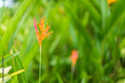 Papier peint  Strelitzia reginae Oiseau du paradis
