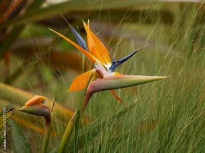 Papier peint  Strelitzia reginae - Oiseau du Paradis à floraison majestueuse