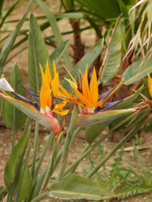 Papier peint  Strelitzia reginae - Oiseau du Paradis à floraison majestueuse