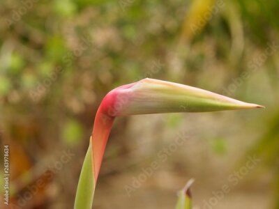 Papier peint  Strelitzia reginae - Oiseau du Paradis à floraison majestueuse