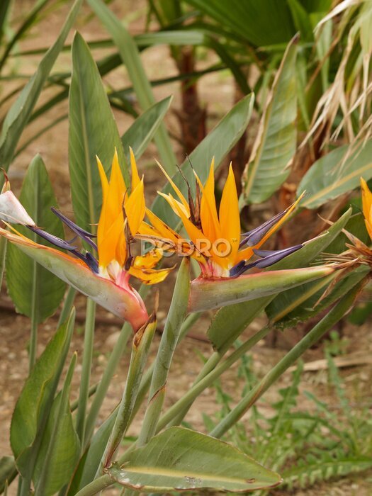 Papier peint  Strelitzia reginae - Oiseau du Paradis à floraison majestueuse