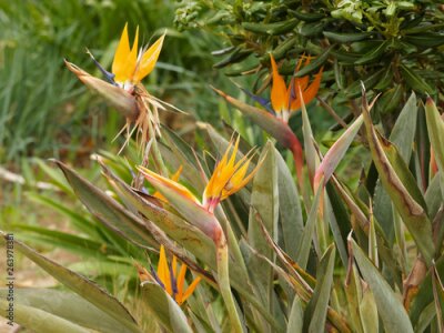 Papier peint  Strelitzia reginae - Oiseaux du Paradis à floraison majestueuse