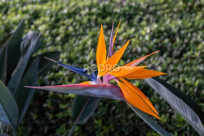 Papier peint  Strelitzia reginae or bird of paradise. Beautiful orange flower in Madeira island, Portugal.