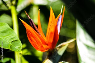 Papier peint  Strelitzia reginae or Bird of Paradise flower against blurry. Sunny summer day.