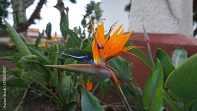 Papier peint  Strelitzia reginae or bird of paradise flower close-up on a garden background, Icod de Los Vinos, Tenerife, Canary Islands, Spain     