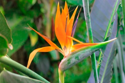 Papier peint  Strelitzia reginae or bird of paradise flower. Exotic orange flower close-up against tropical leaves in jungles. Flowers and plants of South Africa. Unusual plants. High quality photo