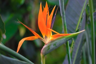 Papier peint  Strelitzia reginae or bird of paradise flower. Exotic orange flower close-up against tropical leaves in jungles. Flowers and plants of South Africa. Unusual plants. High quality photo
