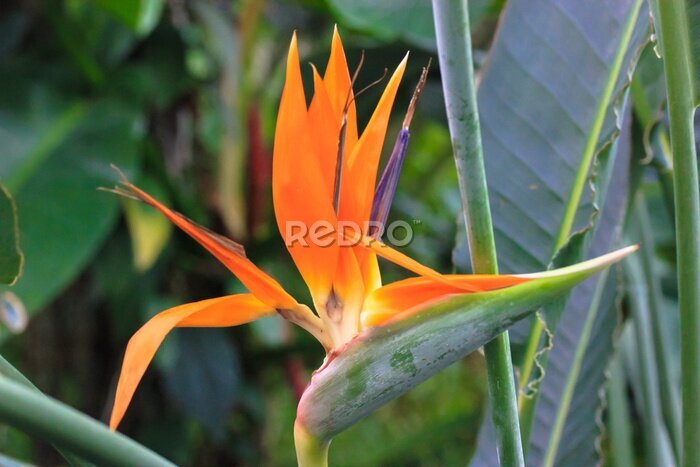 Papier peint  Strelitzia reginae or bird of paradise flower. Exotic orange flower close-up against tropical leaves in jungles. Flowers and plants of South Africa. Unusual plants. High quality photo