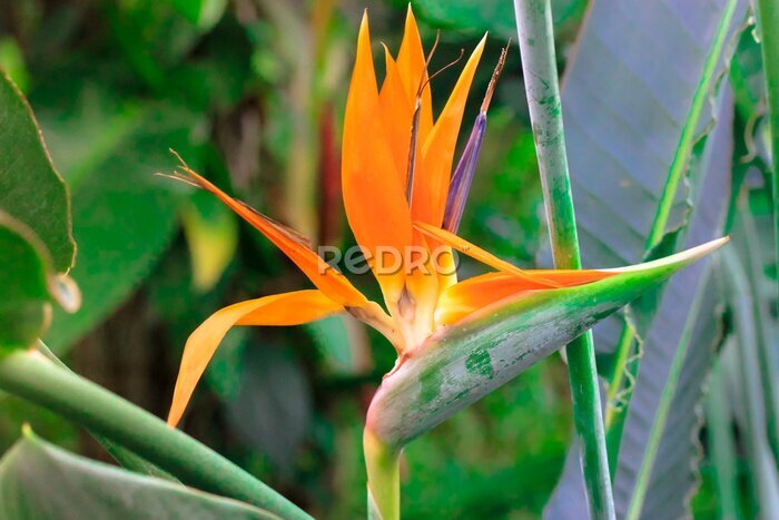 Papier peint  Strelitzia reginae or bird of paradise flower. Exotic orange flower close-up against tropical leaves in jungles. Flowers and plants of South Africa. Unusual plants. High quality photo