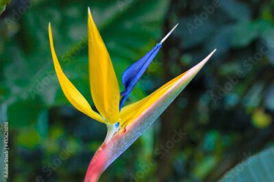 Papier peint  Strelitzia reginae or bird of paradise flower. Exotic yellow flower close-up against tropical leaves in jungles. Flowers and plants of South Africa.