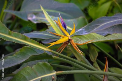 Papier peint  Strelitzia reginae or bird of paradise flower. Exotic yellow flower close-up against tropical leaves in jungles. Flowers and plants of South Africa.
