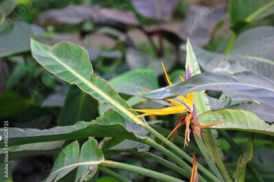 Papier peint  Strelitzia reginae or bird of paradise flower. Exotic yellow flower close-up against tropical leaves in jungles. Flowers and plants of South Africa.