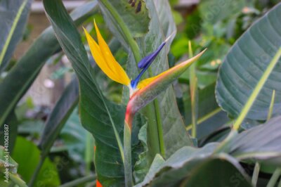 Papier peint  Strelitzia reginae or bird of paradise flower. Exotic yellow flower close-up against tropical leaves in jungles. Flowers and plants of South Africa.