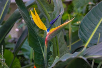Papier peint  Strelitzia reginae or bird of paradise flower. Exotic yellow flower close-up against tropical leaves in jungles. Flowers and plants of South Africa.