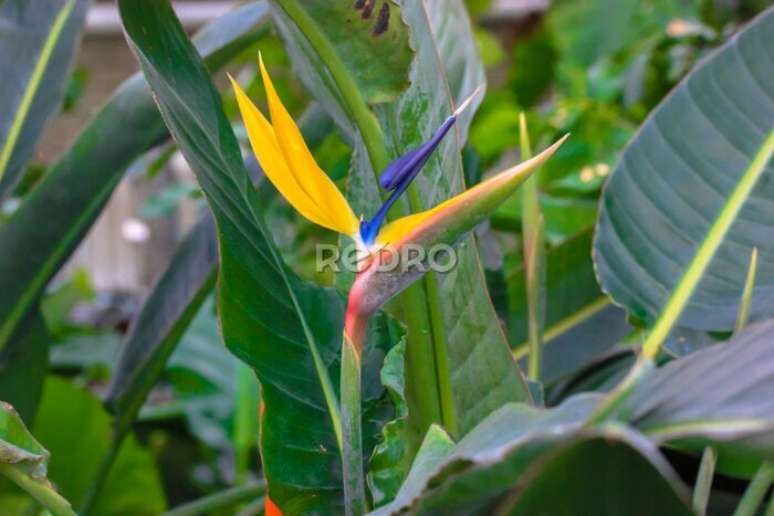 Papier peint  Strelitzia reginae or bird of paradise flower. Exotic yellow flower close-up against tropical leaves in jungles. Flowers and plants of South Africa.