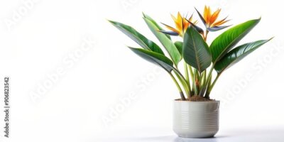 Papier peint  Strelitzia reginae or Bird of Paradise plant in a ceramic pot isolated on white background, tropical, exotic, plant