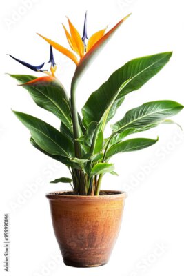 Papier peint  Strelitzia reginae or Bird of Paradise planted in a ceramic pot isolated.