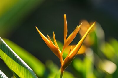 Papier peint  Strelitzia Reginae or bird of paradise yellow flower