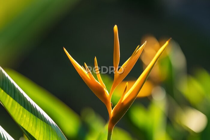 Papier peint  Strelitzia Reginae or bird of paradise yellow flower