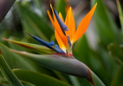 Papier peint  Strelitzia reginae or crane flower or bird of paradise is a popular flowering plant indigenous to South Africa with decorative orange petals in botanical garden in Funchal, Madeira island Portugal.