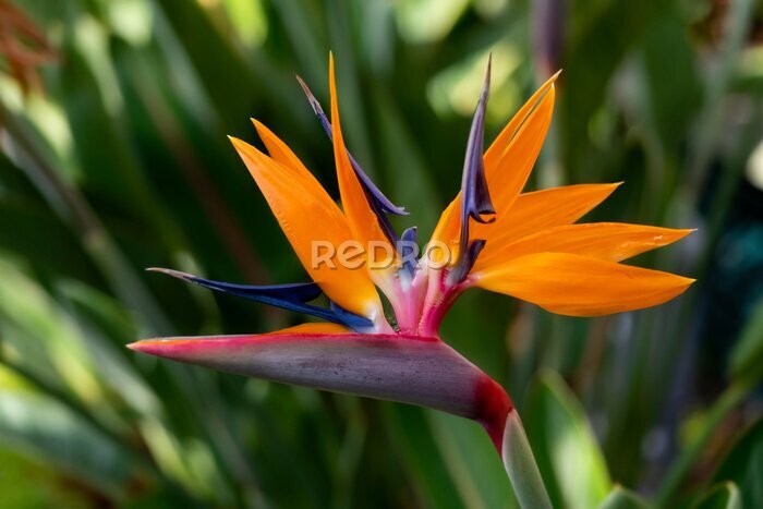 Papier peint  Strelitzia reginae or crane flower or bird of paradise is a popular flowering plant indigenous to South Africa with decorative orange petals in botanical garden in Funchal, Madeira island Portugal.