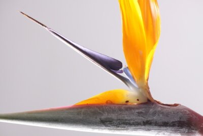 Papier peint  Strelitzia Reginae or Paradise Bird flower