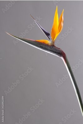 Papier peint  Strelitzia Reginae or Paradise Bird flower