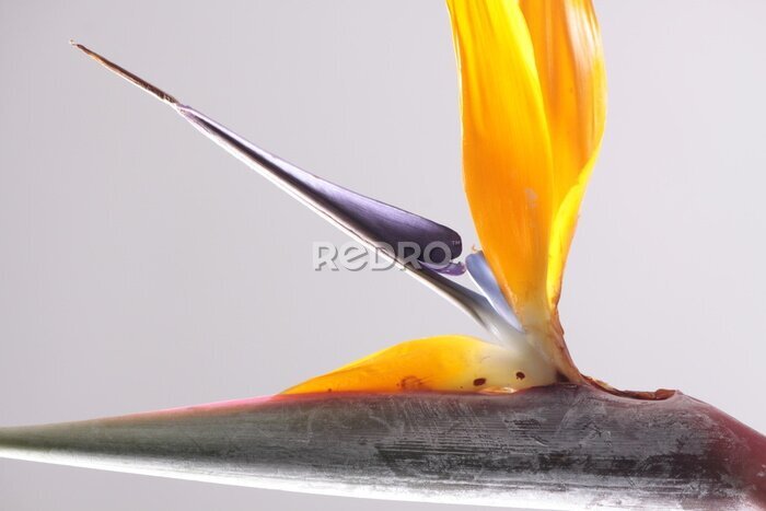 Papier peint  Strelitzia Reginae or Paradise Bird flower