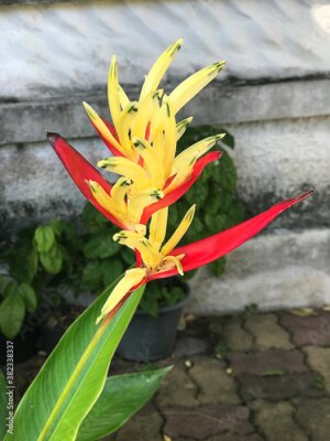 Papier peint  Strelitzia reginae or Strelitzia crane flower or Bird of paradise flower.