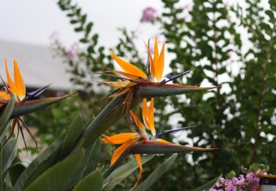 Papier peint  Strelitzia reginae, or the bird of paradise