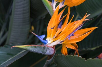 Papier peint  Strelitzia reginae, orange and blue bird of paradise flower