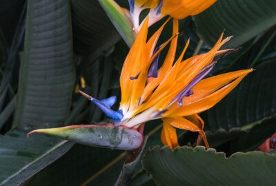 Papier peint  Strelitzia reginae, orange and blue bird of paradise flower