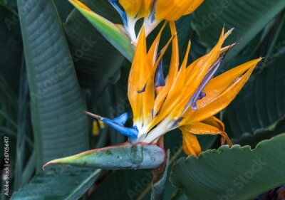 Papier peint  Strelitzia reginae, orange and blue bird of paradise flower