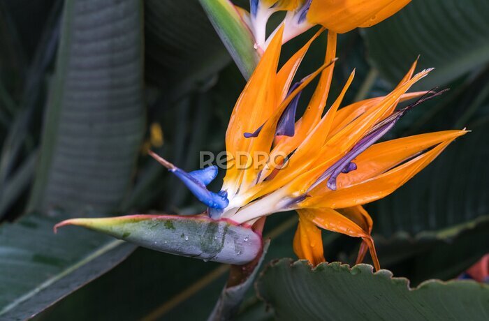 Papier peint  Strelitzia reginae, orange and blue bird of paradise flower