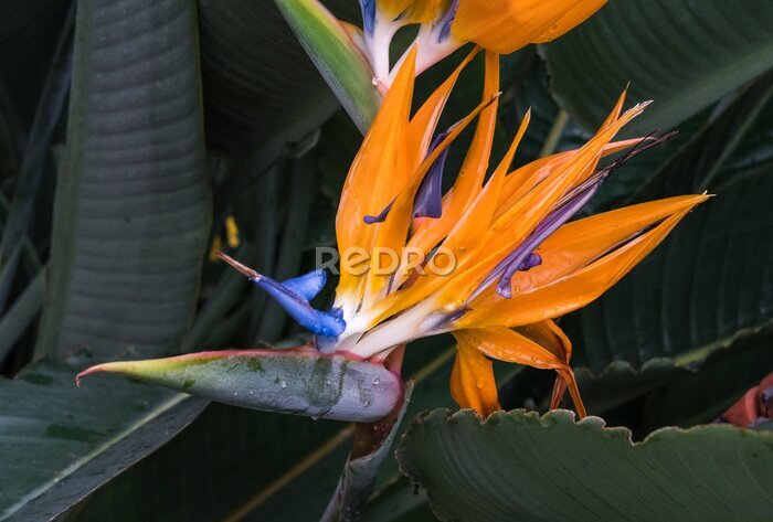 Papier peint  Strelitzia reginae, orange and blue bird of paradise flower