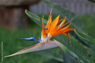 Papier peint  Strelitzia reginae orange flowers macro shoot.
