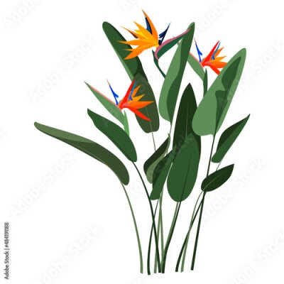 Papier peint  Strelitzia Reginae orange tropical flower bouquet isolated on white background. Green leaves, orange and violet blossom. South African plant, so called crane flower or bird of paradise.