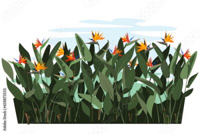 Papier peint  Strelitzia Reginae orange tropical flower bouquet isolated on white background. Green leaves, orange and violet blossom. South African plant, so called crane flower or bird of paradise.