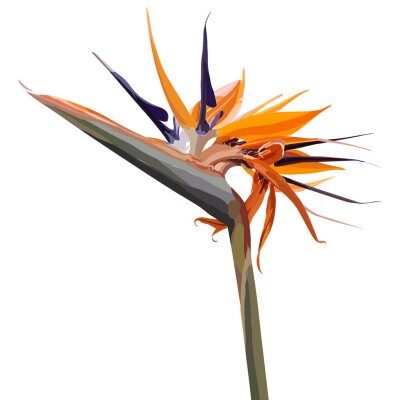Papier peint  Strelitzia Reginae orange tropical flower bouquets. Vector illustration