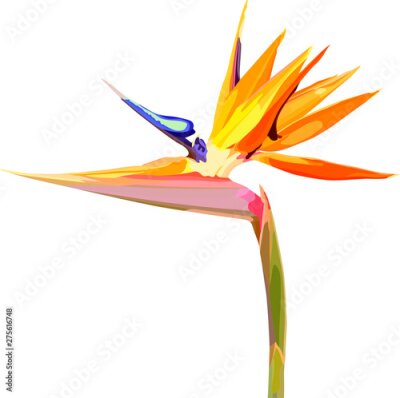 Papier peint  Strelitzia Reginae orange tropical flower bouquets. Vector illustration