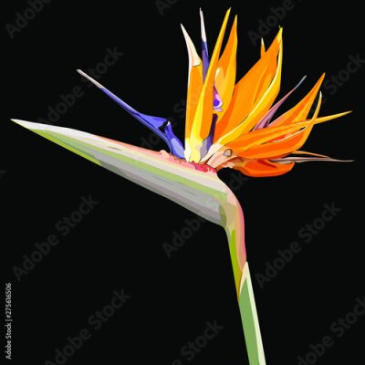 Papier peint  Strelitzia Reginae orange tropical flower bouquets. Vector illustration